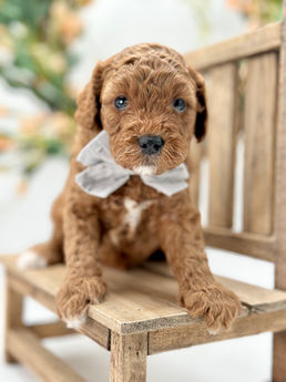 Red Abstract Petite Goldendoodle male 