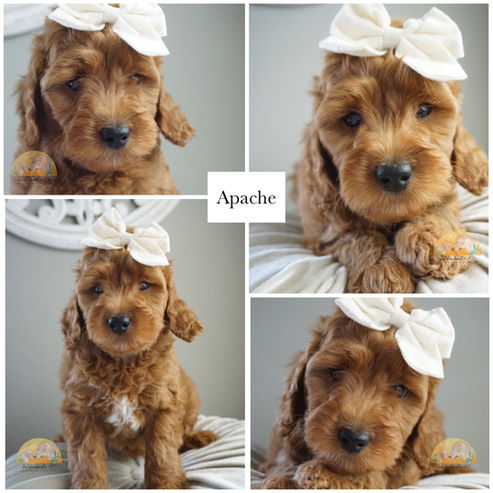 Red Micro Mini Goldendoodle