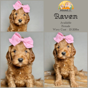 Red Petite Goldendoodle Female 