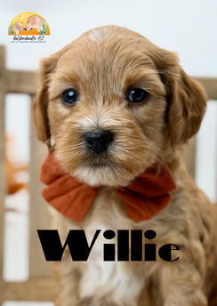 Red Abstract Petite Goldendoodle male