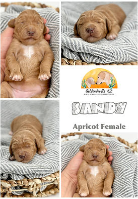 apricot mini goldendodle puppy