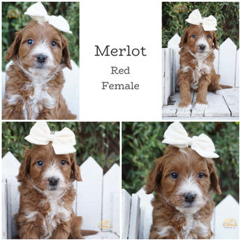 Petite Red Abstract female