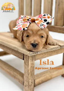 Apricot Mini/Medium Goldendoodle