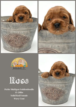Red Abstract Petite Goldendoodle female 