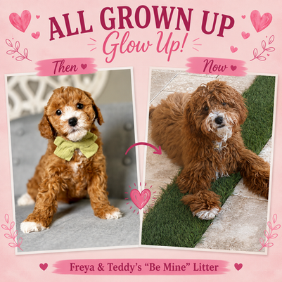 Petite Red Goldendoodle