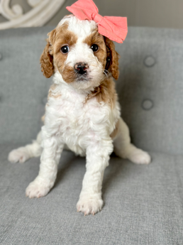 Petite red Parti female