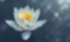 Lotus Flower_edited.jpg