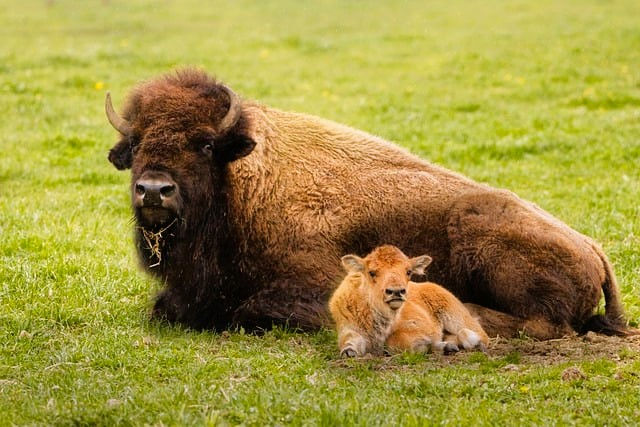 Miniaturbild: Bison-Safari in der Dahlener Heide