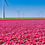 Miniaturbild: Tulpenblüte: Farbenmeer in Holland
