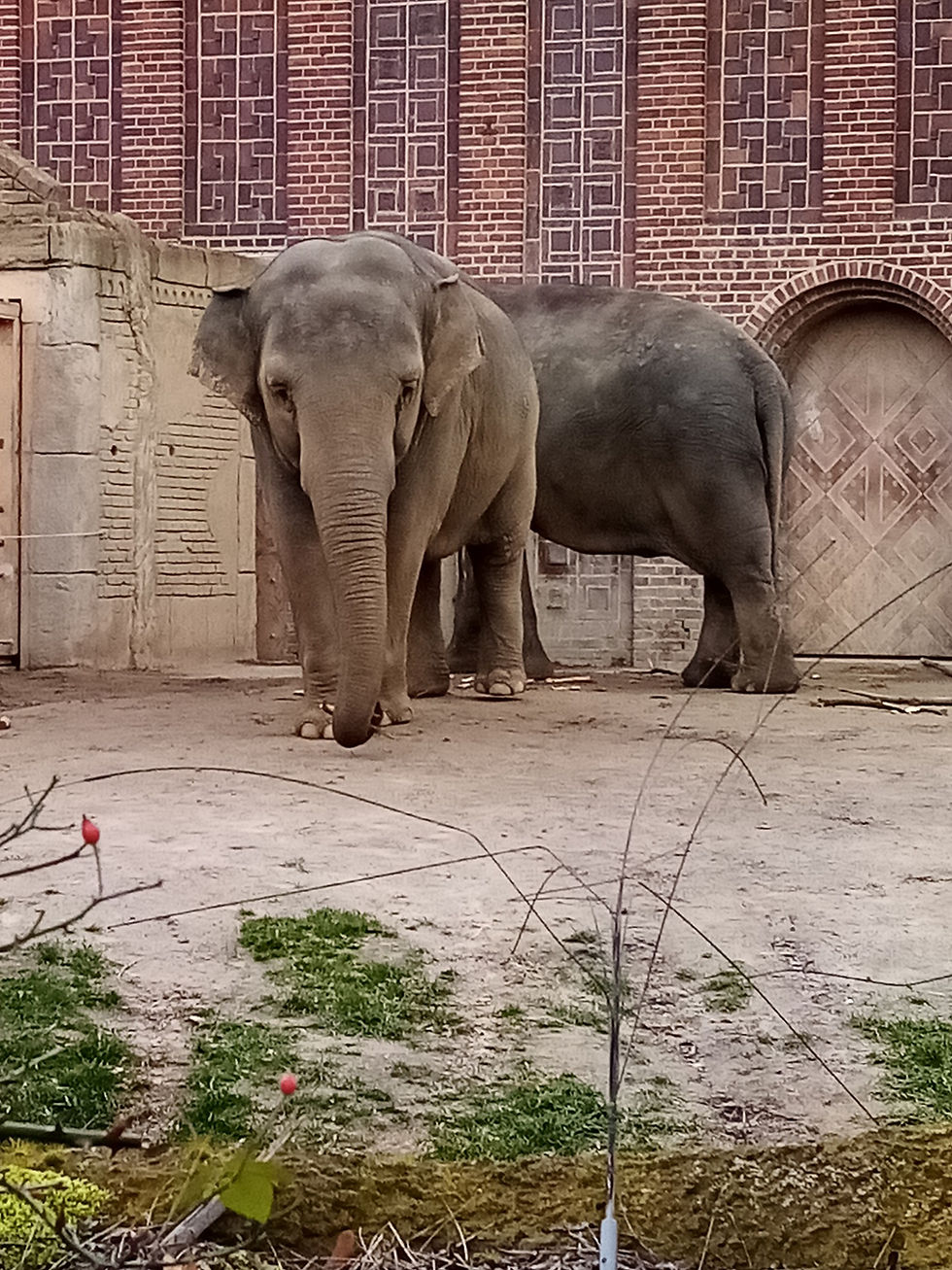 Miniaturbild: Enkel-Tag im Zoo Leipzig