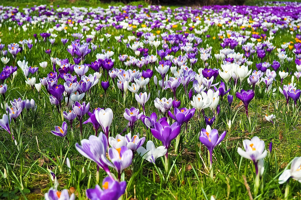 Miniaturbild: Frühlingserwachen in Zechlin