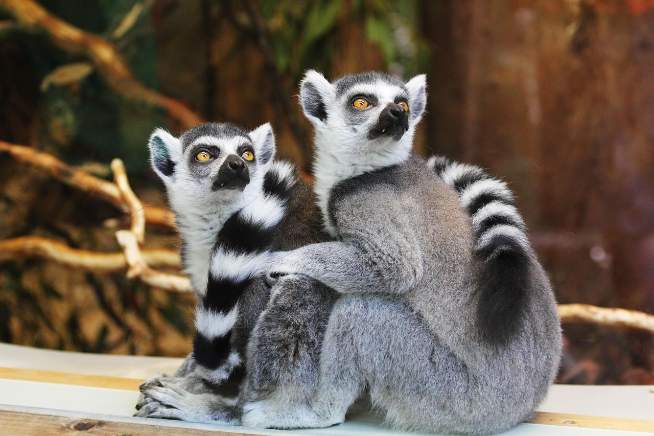 Zoo Leipzig: Deutschlands schönster Zoo