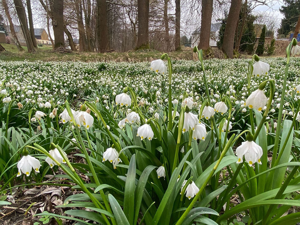 Miniaturbild: Im Polenztal zur Märzenbecherblüte