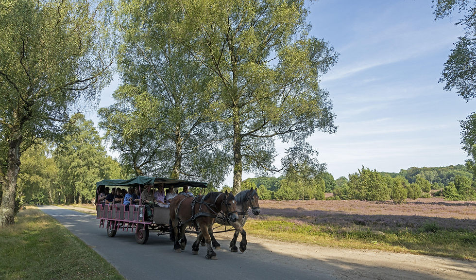 Miniaturbild: Die Heide und das Alte Land: Zauberhaftes Blütenmeer im August