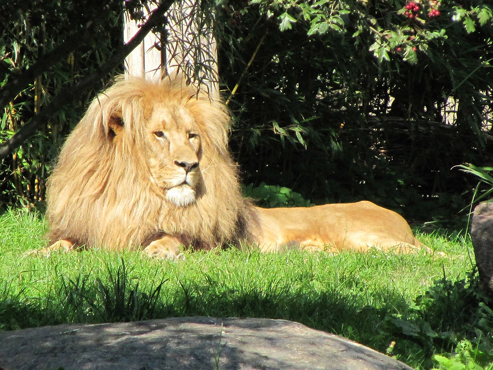 Miniaturbild: Enkel-Tag im Zoo Leipzig