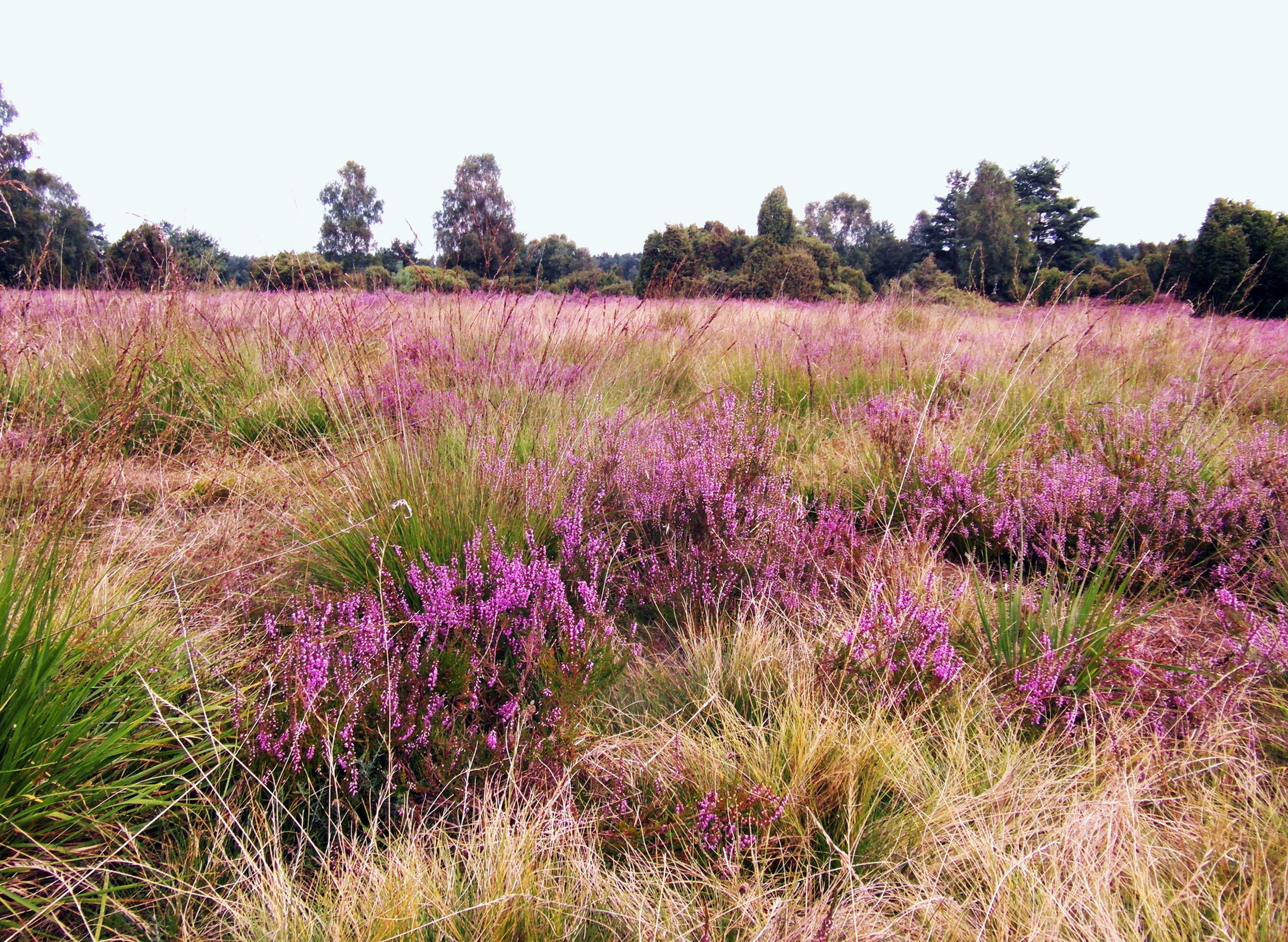 Heideblüte mit Kremser, Grillbuffet und Floß