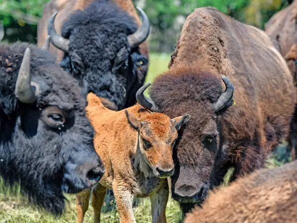Miniaturbild: Elch & Rentier-Safari 🚩​Zusatztermine wg. großer Nachfrage