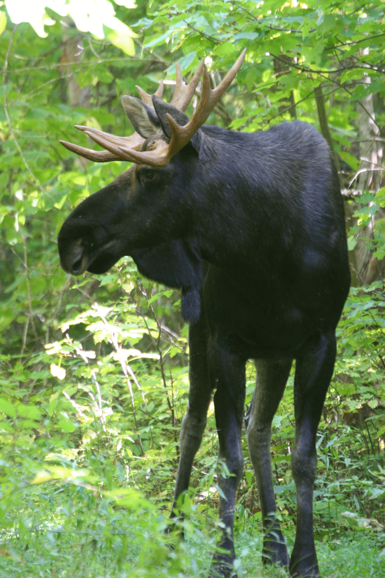 Bull Moose