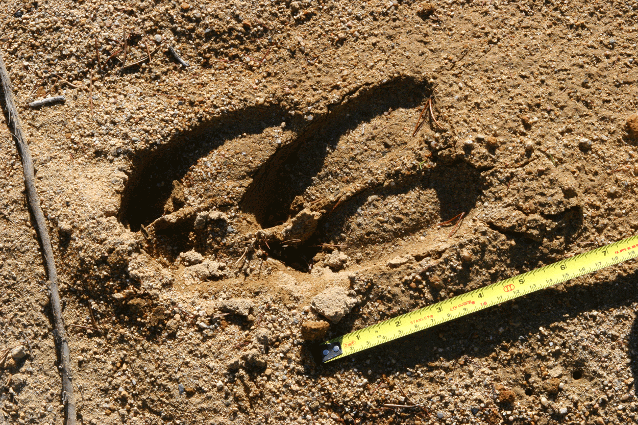 Moose Tracks in Sand