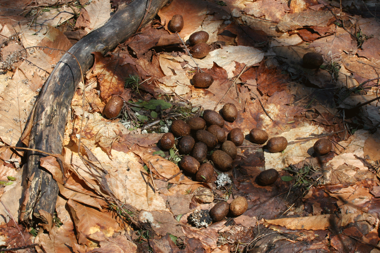 Moose Scat