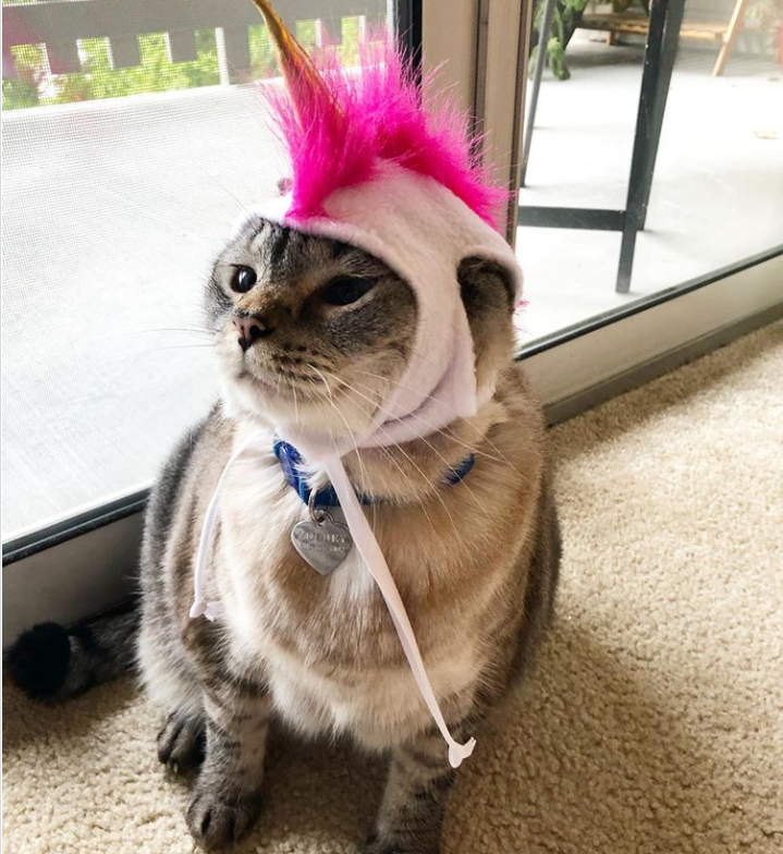 A cat in a unicorn costume hat.