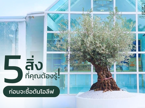 ซื้อต้นโอลีฟต้องรู้อะไรบ้าง