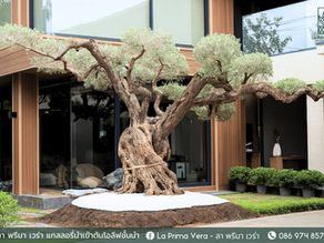 มะกอกโอลีฟสายพันธุ์ไหนดี? รวมทุกสายพันธุ์มะกอกโอลีฟที่คุณต้องรู้!