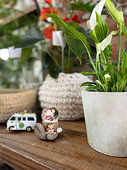 peace lilly; christmass; snow globe; bluebell; indoor plants; potted plants; baskets; crochet; anthurium;