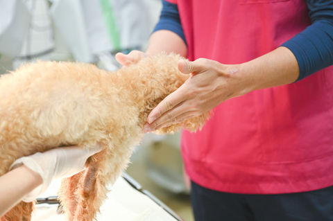 獣医師宮田翔平が犬の診察をしているところ