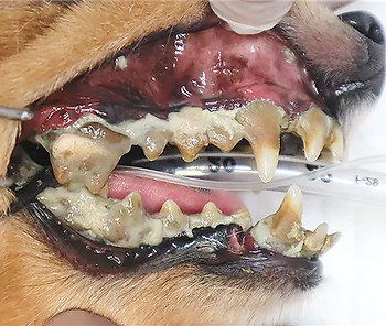 犬の重度歯周病のイメージ