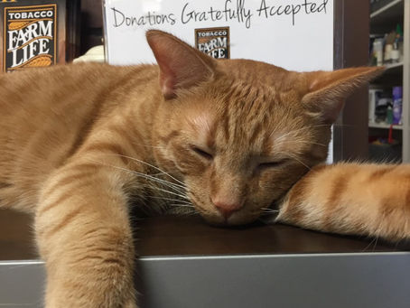 Meet Our New Furry Employee