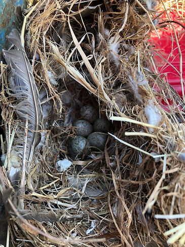 bird nest.jpg