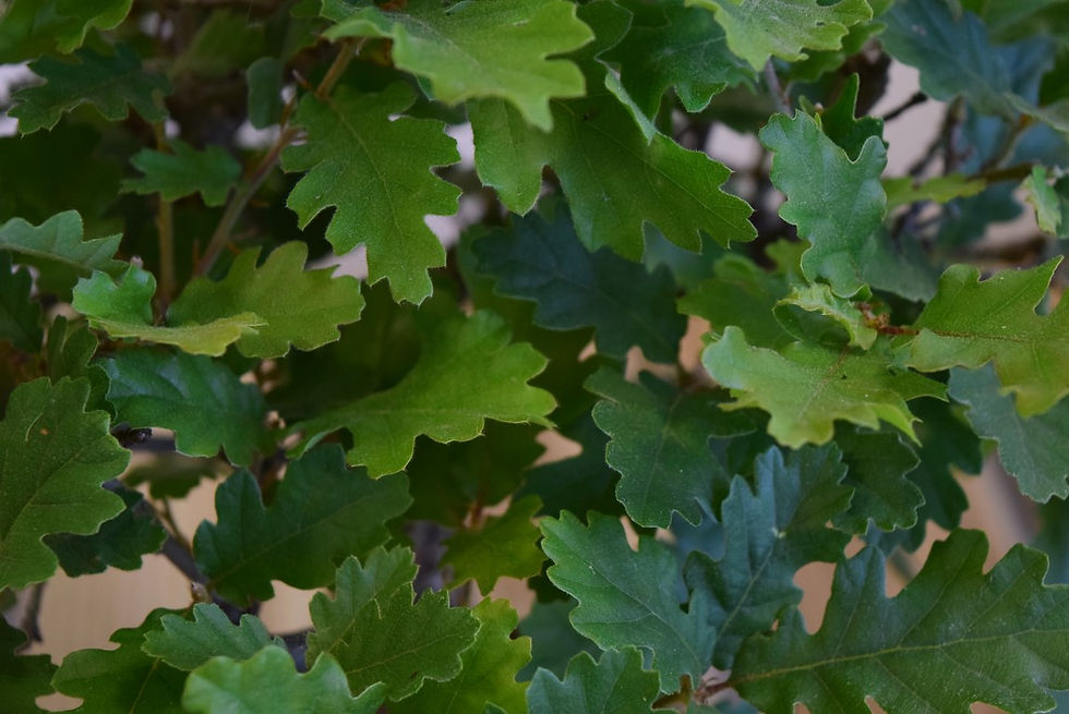 Miniature : Chêne Pubescent (Quercus Pubescens)