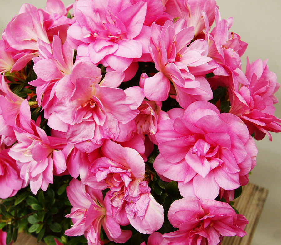 Miniature : Azalée Satsuki (Rhododendron Indicum)