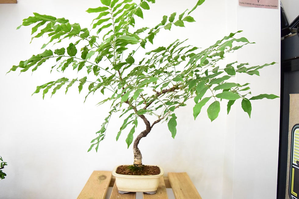 Miniature : Glycine du Japon (Wisteria floribunda)