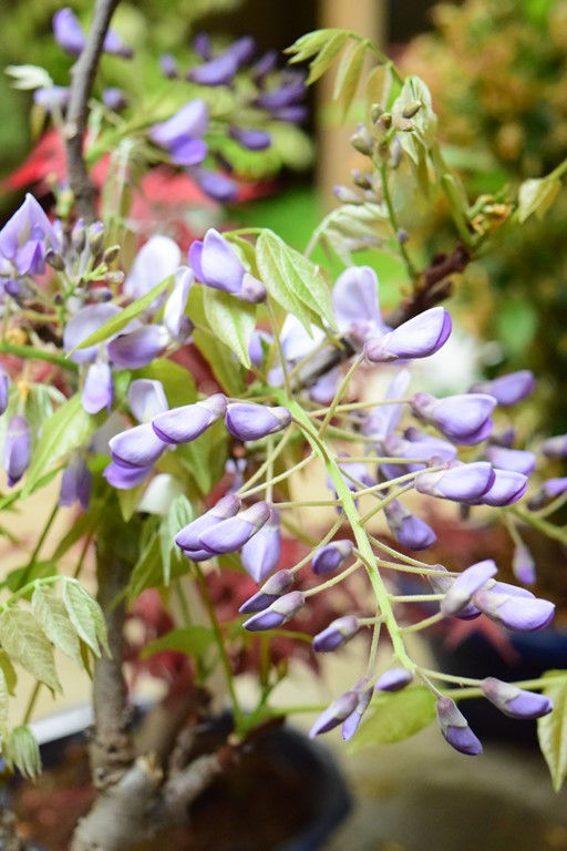 Miniature : Glycine du Japon (Wisteria floribunda)
