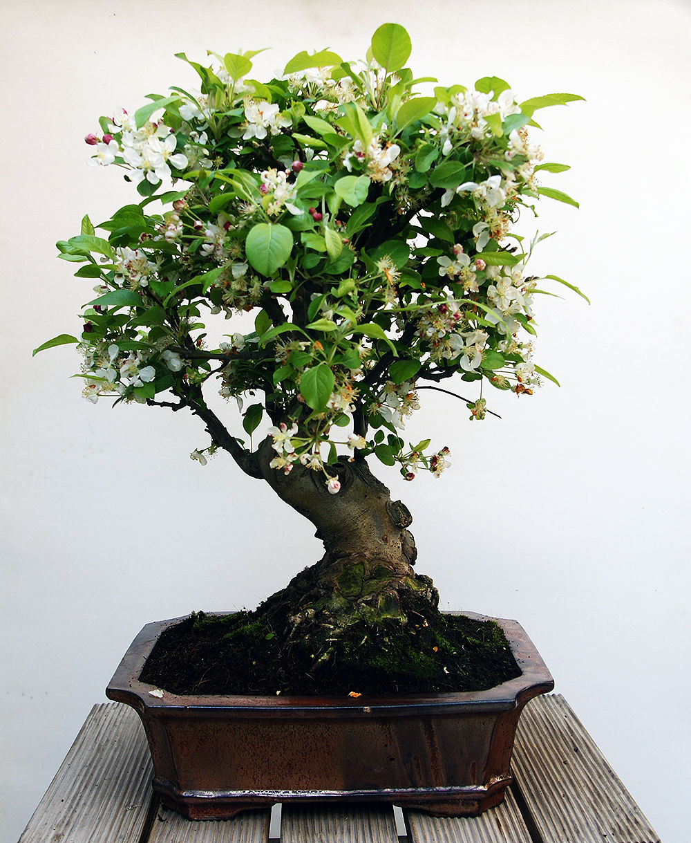 Pommier (Malus Evereste)