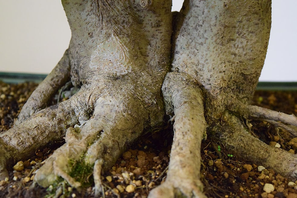 Miniature : Troène du Japon (Ligustrum)