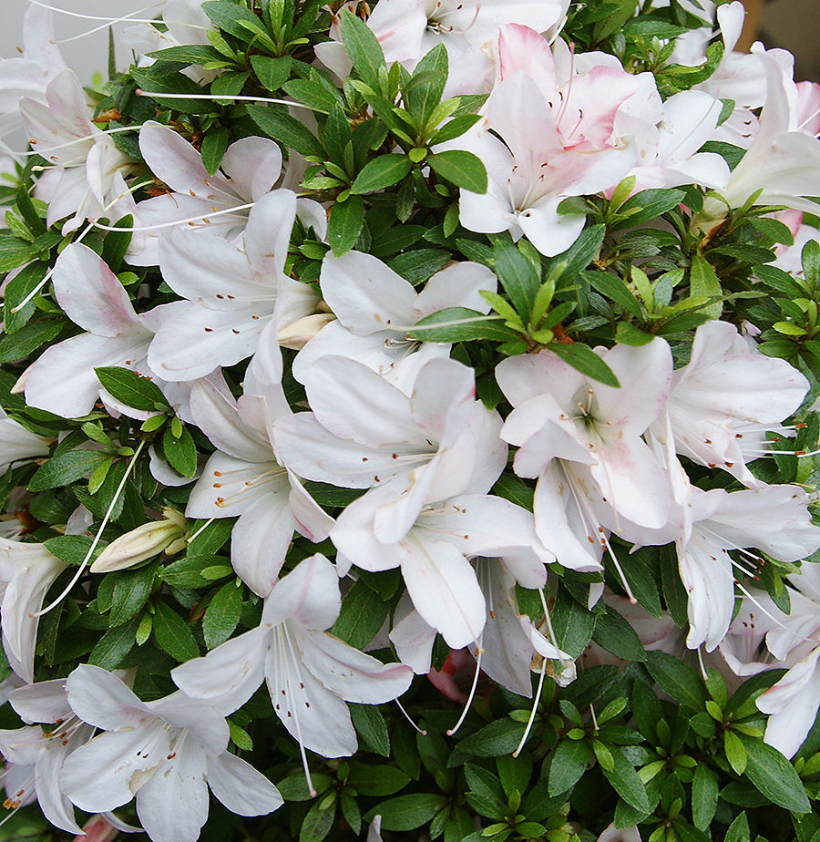 Miniature : Azalée Satsuki 'zuiun' (Rhododendron Indicum)