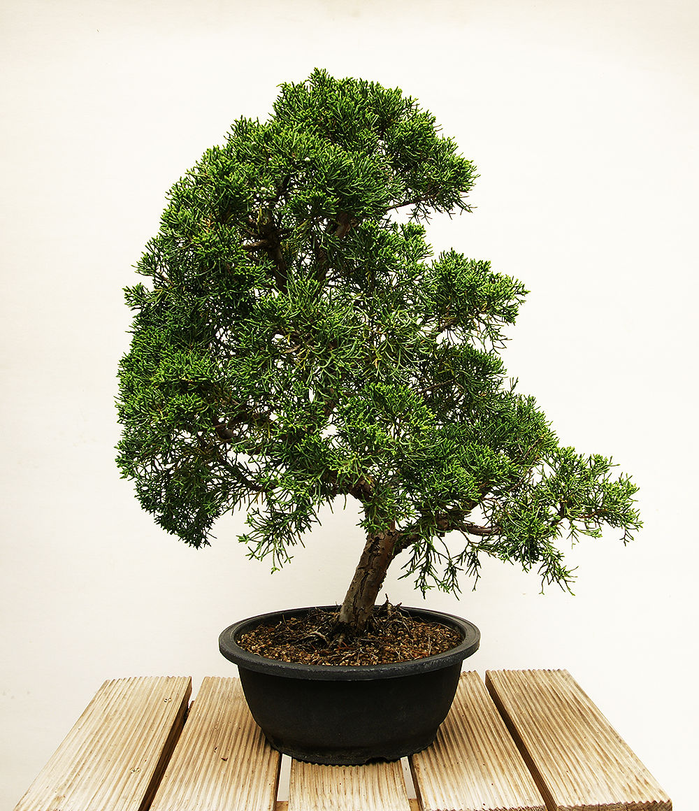 Genévrier de Chine (Juniperus chinensis kyushu)