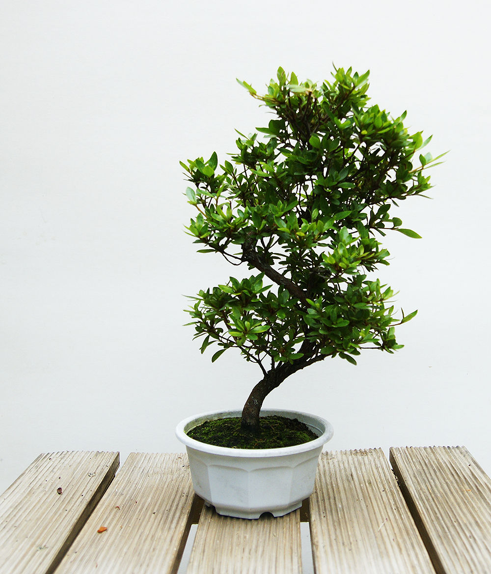 Azalée Satsuki (Rhododendron Indicum)