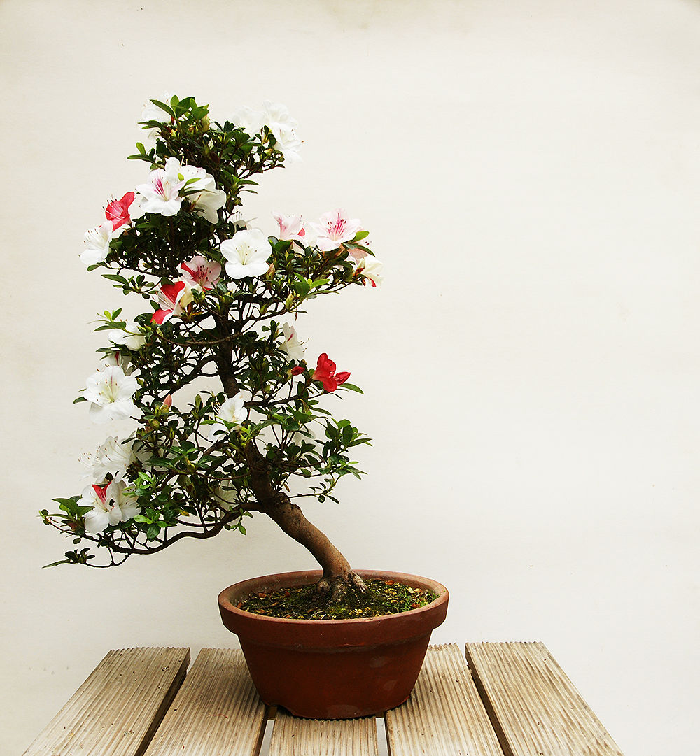 Azalée Satsuki (Rhododendron Indicum)
