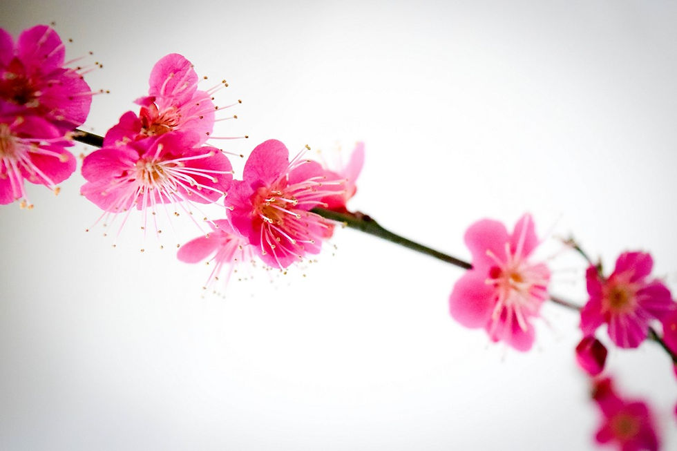 Miniature : Abricotier du Japon (Prunus Mume)