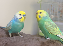 プクプクインコ