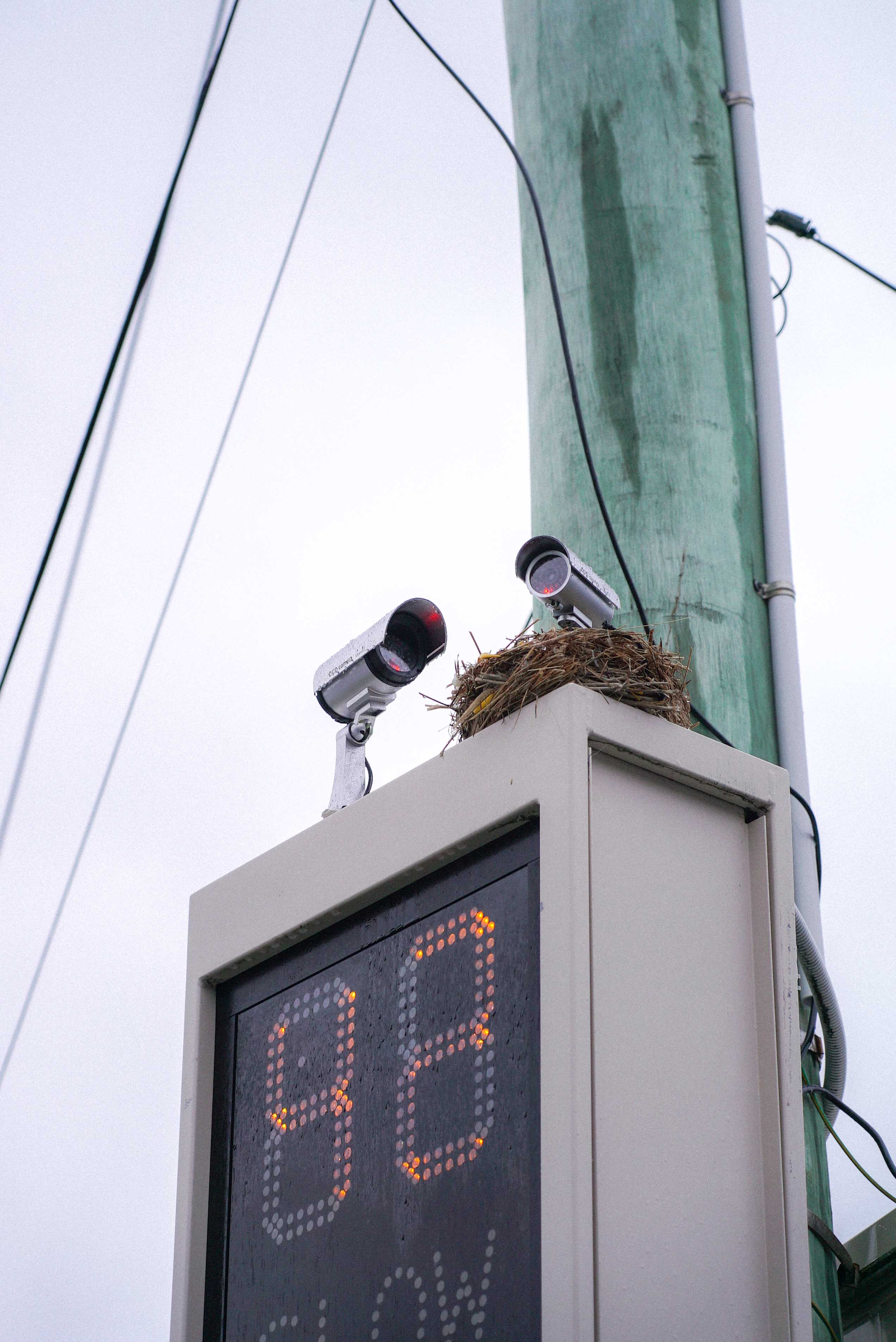 Street art installation by Cameron Hunt showing two fake CCTV cameras perched in a realistic bird’s nest atop a digital speed sign. The piece humorously plays on the “birds aren’t real” conspiracy, blending surveillance culture with natural imagery.