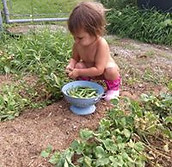 apprentissage cueillir légume jardin plein air