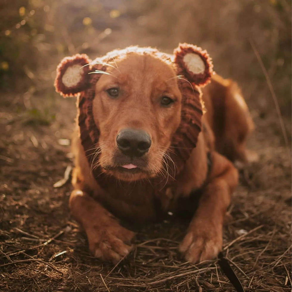 Thumbnail: Fuzzy Bear Dog Snoods