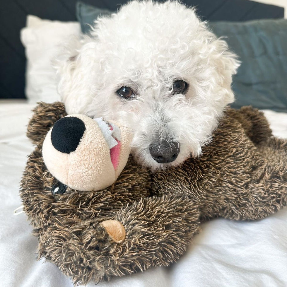 Thumbnail: Tall Tails Grizzly Bear Rope Body Toy