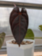 Forgetii Red Spider