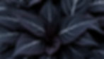 dark foliage with silver veins .jpg